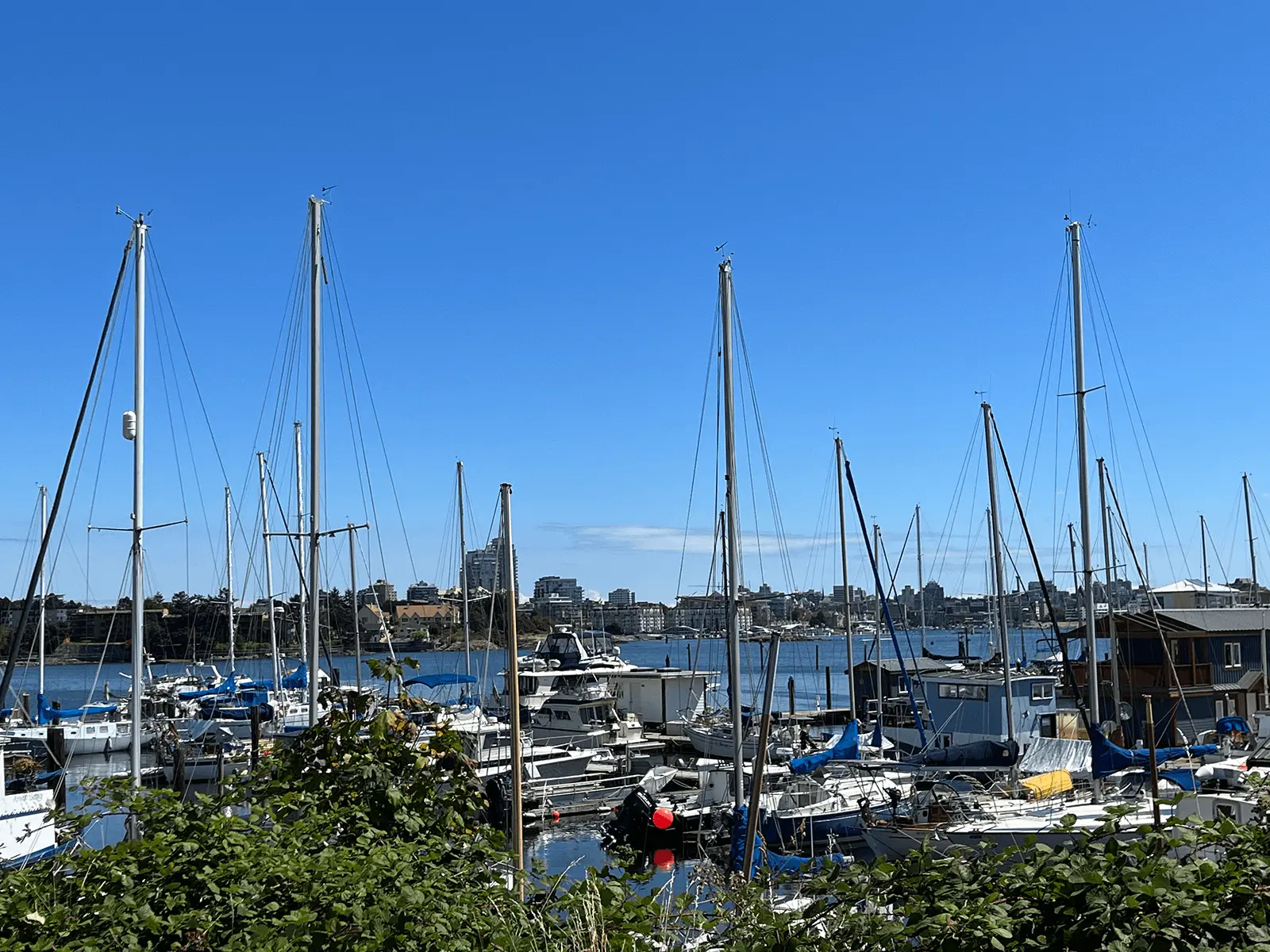 View of sailboats docked in a marina on a clear blue day, with downtown Victoria visible across the water.